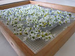 diy dehydrator