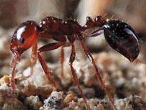 Summer bugs Fire Ants RIFA