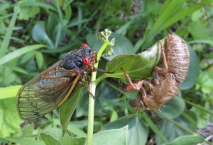 Summer bugs Magicicada Cicada