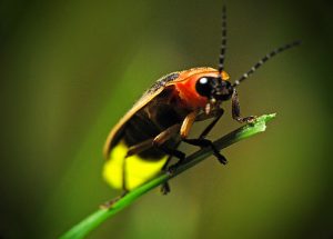 Summer bugs firefly